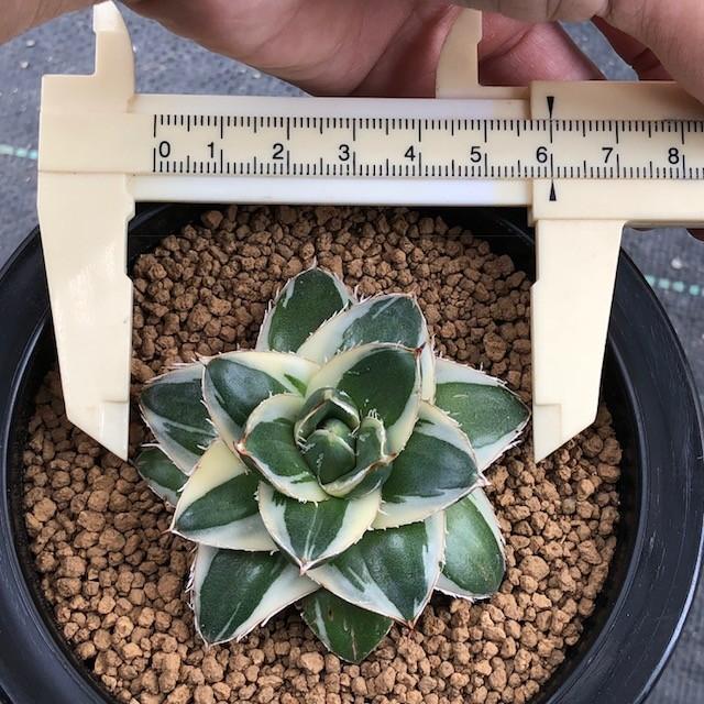 【タイムセール】 多肉植物：アガベ　ピンキー*幅6ｃｍ　現品　一品限り 【XUR1932041438】(70400円)