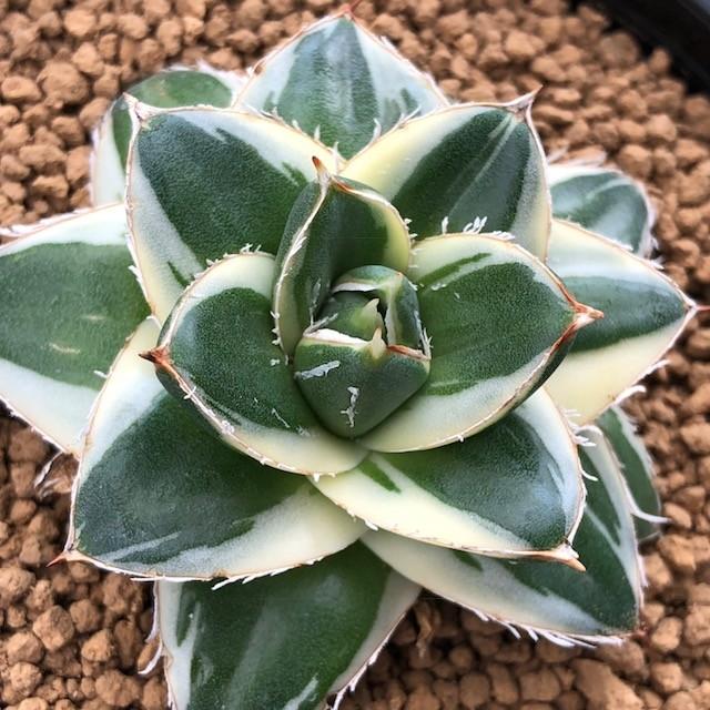 【タイムセール】 多肉植物：アガベ　ピンキー*幅6ｃｍ　現品　一品限り 【XUR1932041438】(70400円)