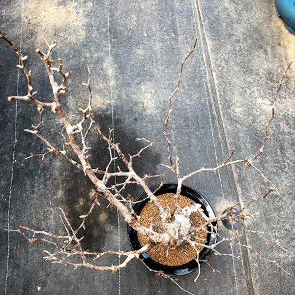 コーデックス：オペルクリカリア パキプス*幅40cm 現品！一品限り ※発