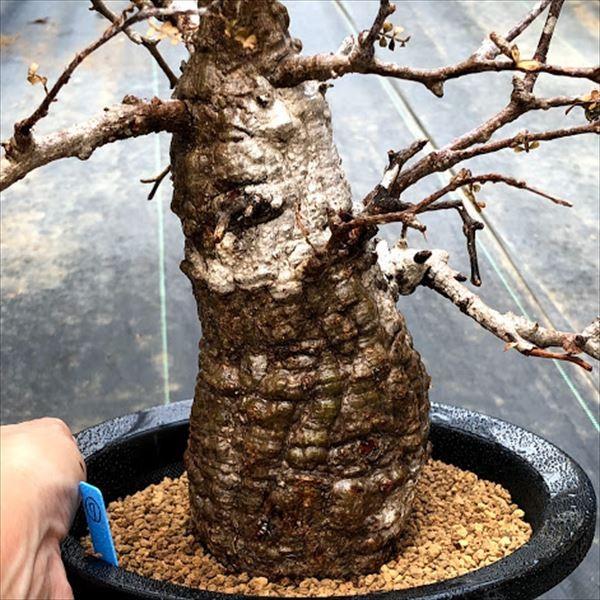 コーデックス：オペルクリカリア パキプス*幅40cm 現品！一品限り ※発