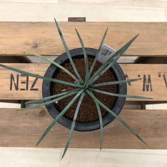 多肉植物：アガベ ストリクタ 吹上*幅18cm : 遊恵盆栽 Yahoo!店