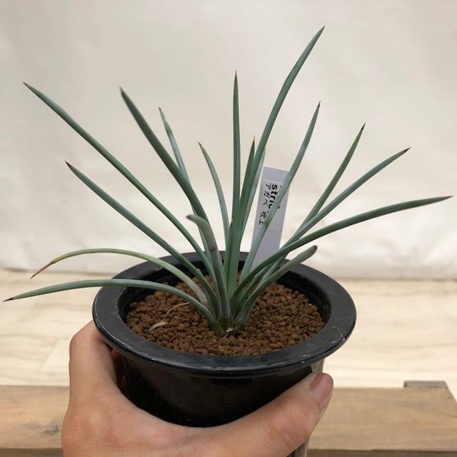 多肉植物：アガベ ストリクタ 吹上*幅18cm : 遊恵盆栽 Yahoo!店