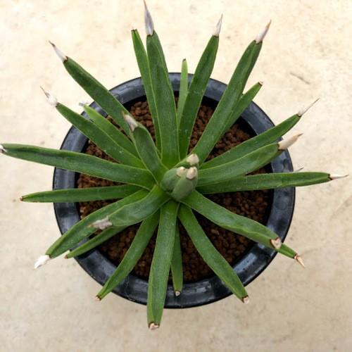 多肉植物：アガベ アルボピロサ*幅11cm 現品！一品限り : 遊恵盆栽