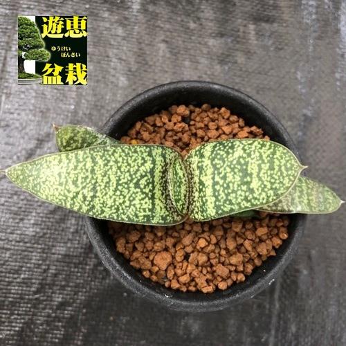 多肉植物：ガステリア 春鶯囀（しゅんおうてん）*幅10cm : 遊恵盆栽