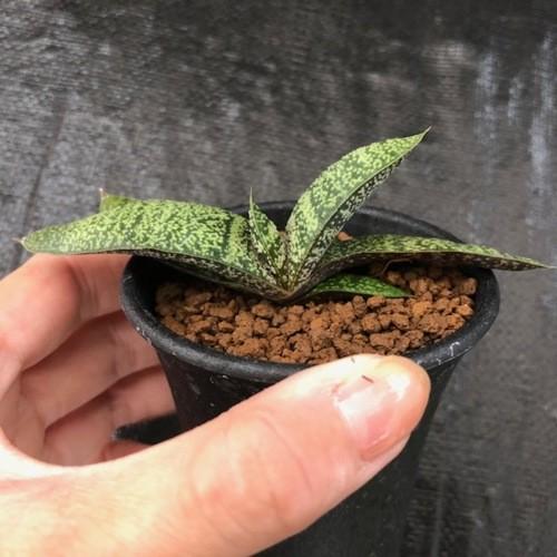 多肉植物：ガステリア 春鶯囀（しゅんおうてん）*幅10cm : 遊恵盆栽