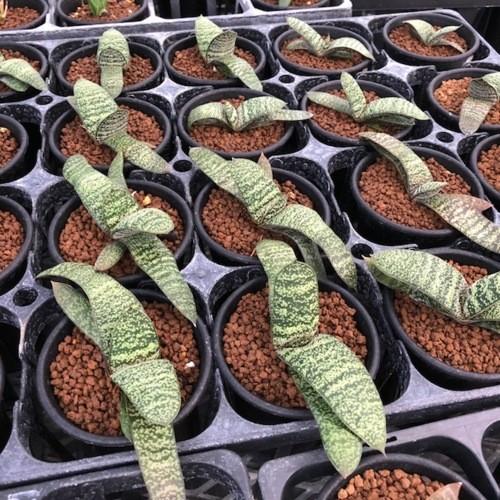 多肉植物：ガステリア 春鶯囀（しゅんおうてん）*幅10cm : 遊恵盆栽