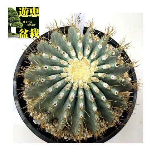 サボテン：フェロカクタス 王冠竜*11cm 現品！一品限り : 遊恵盆栽 