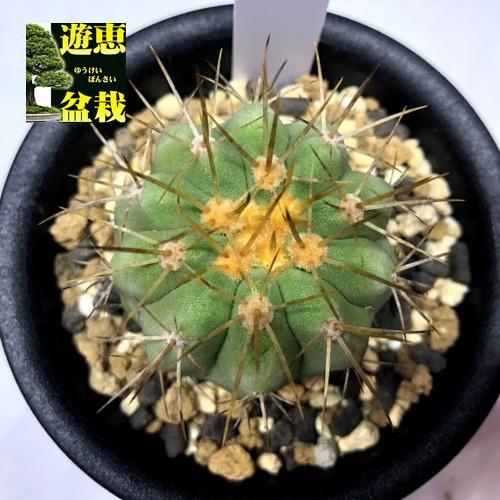 サボテン:コピアポア ハセルトニアナ 逆鱗丸*幅4.5cm 現品 サボテン:コピアポア ハセルトニアナ 逆鱗丸*幅4.5cm 現品
