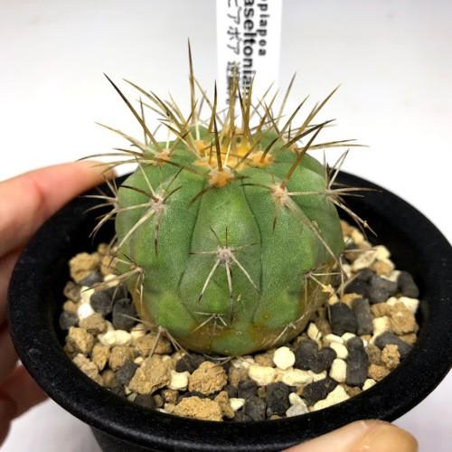 サボテン:コピアポア ハセルトニアナ 逆鱗丸*幅4.5cm 現品 サボテン:コピアポア ハセルトニアナ 逆鱗丸*幅4.5cm 現品