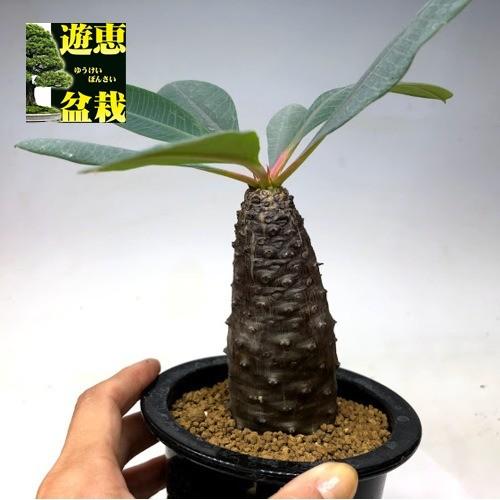コーデックス：ユーフォルビア パキポディオイデス*葉幅15cm 現品