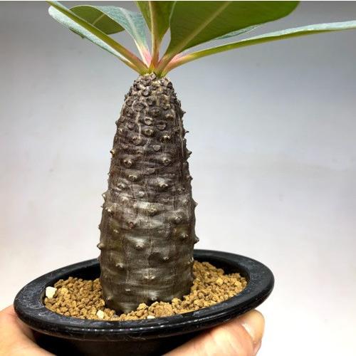 コーデックス：ユーフォルビア パキポディオイデス*葉幅15cm 現品