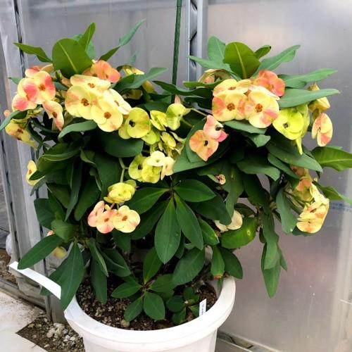 多肉植物：ユーフォルビア ハナキリン 黄花*葉幅50cm 現品！一品限り