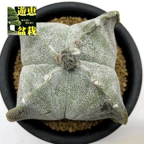 サボテン：四角鸞鳳玉（しかくらんぽうぎょく）*幅9.5cm 現品！一品