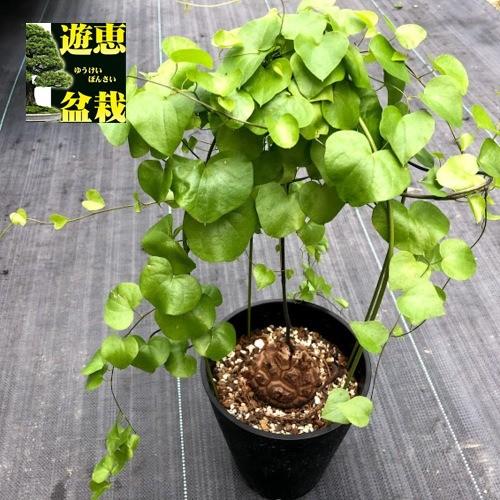 コーデックス アフリカ亀甲竜 塊根幅6 5ｃｍ 現品 一品限り S6529v 遊恵盆栽 Yahoo 店 通販 Yahoo ショッピング