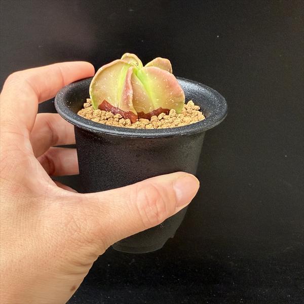 紅葉　ヘキラン　実生　大株/ 碧瑠璃鸞鳳玉 Astrophytum myriostigma アストロフィツム 紅葉ヘキラン 紅葉碧瑠璃