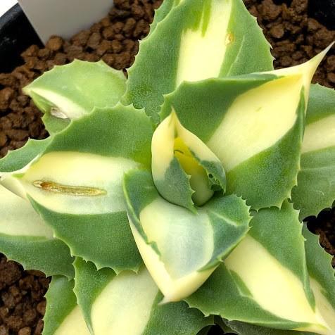 多肉植物：アガベ 王妃雷神 黄中斑*幅7.5cm 現品！一品限り ※葉に