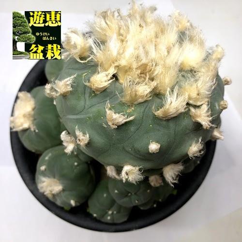 サボテン ロフォフォラ ディフューサ 幅14ｃｍ 現品 一品限り Www Mohmmadiyon Com