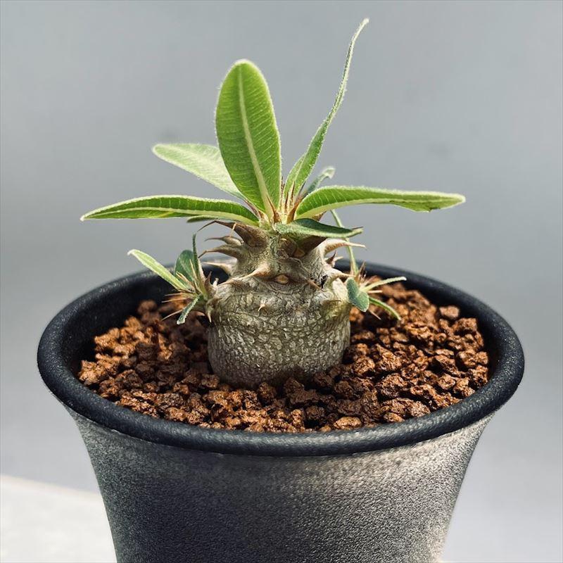 コーデックス：パキポディウム マカイエンセ 実生*L 塊根幅2.3cm