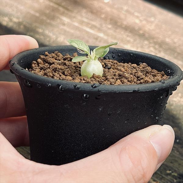 コーデックス:パキポディウム エブレネウム 実生 S*塊根幅1cm コーデックス:パキポディウム エブレネウム 実生 S*塊根幅1cm