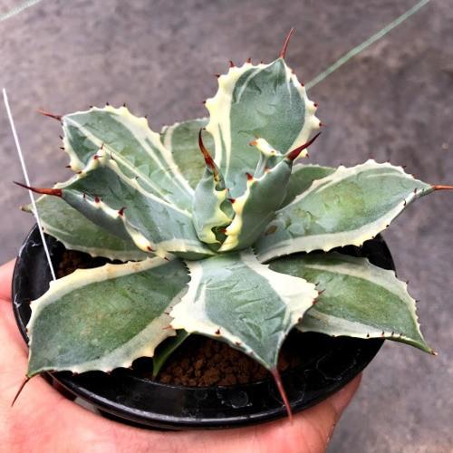 多肉植物：アガベ 雷神錦*幅13cm 現品！一品限り : 遊恵盆栽 Yahoo