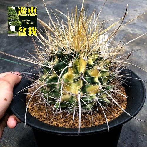 サボテン：ハマトカクタス 黄刺大虹錦*幅12cm 現品！一品限り : 遊恵