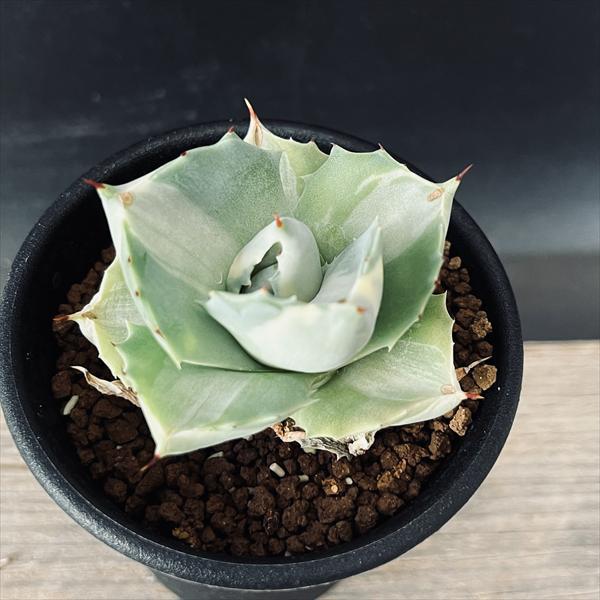 多肉植物：アガベ 王妃雷神 白中斑*S 幅5.5cm : 遊恵盆栽 Yahoo!店