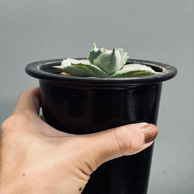 多肉植物：アガベ 王妃雷神 白中斑*S 幅5.5cm : 遊恵盆栽 Yahoo!店