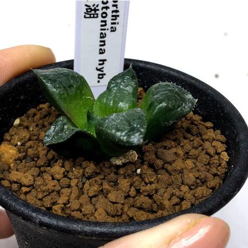 多肉植物：ハオルチア 阿寒湖*幅4cm : 遊恵盆栽 Yahoo!店 - 通販