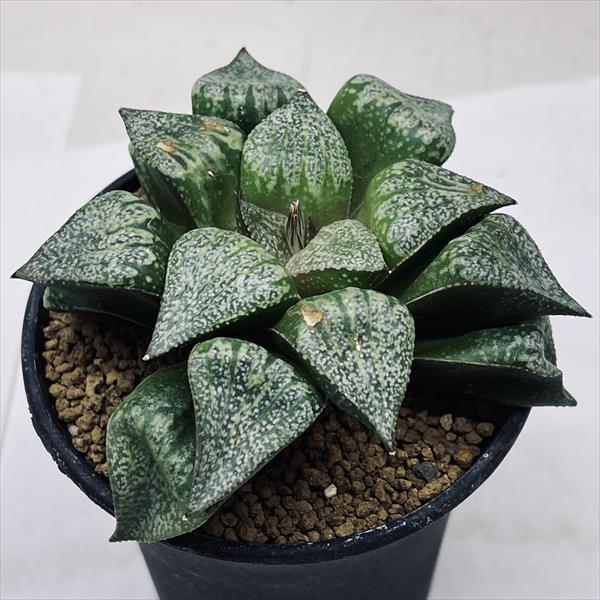 多肉植物：ハオルチア 白銀ピクタ*幅9cm : 遊恵盆栽 Yahoo!店 - 通販