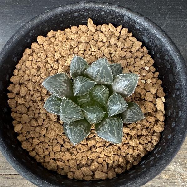 多肉植物：ハオルチア 大型ミラーボール*S 幅3.5cm : 遊恵盆栽 Yahoo