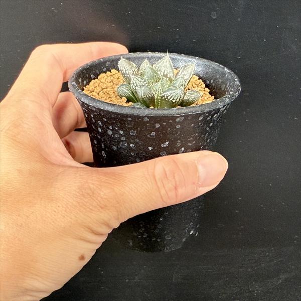 と*)様 多肉植物 ハオルチア ミラーボール錦　 糊斑　変異系 全面窓 特選　超 と*)様 多肉植物 ハオルチア ミラーボール錦 糊斑 変異系 全面窓 特選