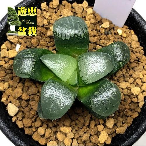 多肉植物：ハオルチア 月影*幅4cm : 遊恵盆栽 Yahoo!店 - 通販 - Yahoo
