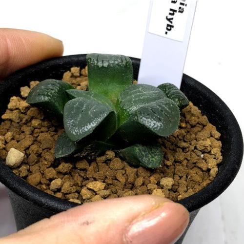 多肉植物：ハオルチア 月影*幅4cm : 遊恵盆栽 Yahoo!店 - 通販 - Yahoo