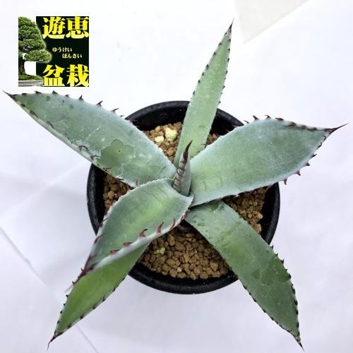多肉植物 アガベ 屈原の舞扇 ｓ 幅12ｃｍ S6730v 遊恵盆栽 Yahoo 店 通販 Yahoo ショッピング