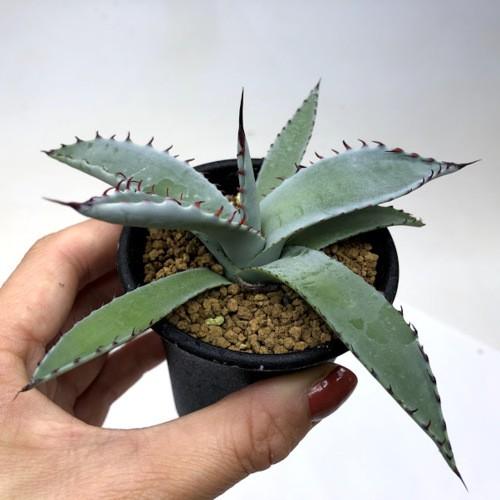 多肉植物：アガベ 屈原の舞扇*S 幅12cm : 遊恵盆栽 Yahoo!店