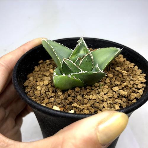 多肉植物：アガベ 笹の雪 スーパーワイド*幅5.5cm : 遊恵盆栽