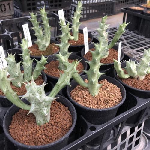 多肉植物 ガガイモ オルベア デカイスネアーナ M 幅6cm S6736v 遊恵盆栽 Yahoo 店 通販 Yahoo ショッピング