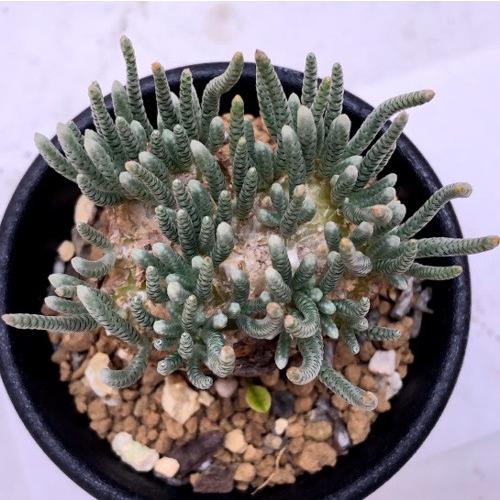 塊根植物:アボニア アルストニー うつぼ錦 赤花*幅5cm 現品 塊根植物:アボニア アルストニー うつぼ錦 赤花*幅5cm 現品