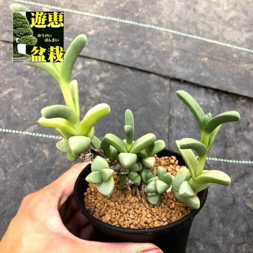 多肉植物 デロスペルマ レーマニー 夕波 M 幅8cm S6743v 遊恵盆栽 Yahoo 店 通販 Yahoo ショッピング