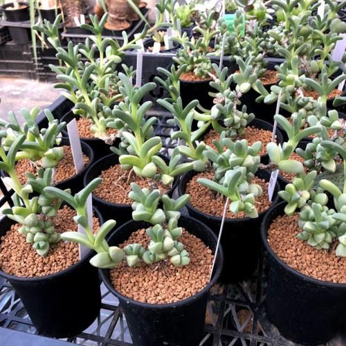 多肉植物 デロスペルマ レーマニー 夕波 M 幅8cm S6743v 遊恵盆栽 Yahoo 店 通販 Yahoo ショッピング