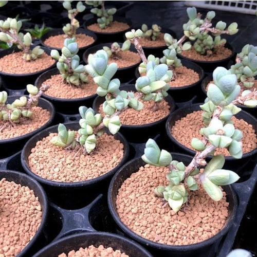 多肉植物 デロスペルマ レーマニー 夕波 M 幅8cm S6743v 遊恵盆栽 Yahoo 店 通販 Yahoo ショッピング