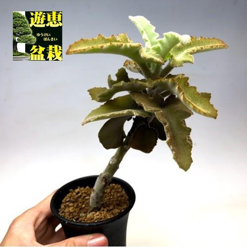 多肉植物 カランコエ ベハレンシス ｓ 幅10cm S6745v 遊恵盆栽 Yahoo 店 通販 Yahoo ショッピング