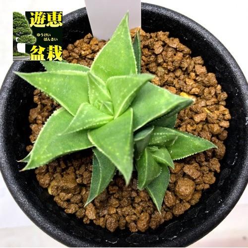 多肉植物:ハオルチア 白羊宮錦*幅5cm : 遊恵盆栽 Yahoo!店 多肉植物:ハオルチア 白羊宮錦*幅5cm : 遊恵盆栽 Yahoo!店