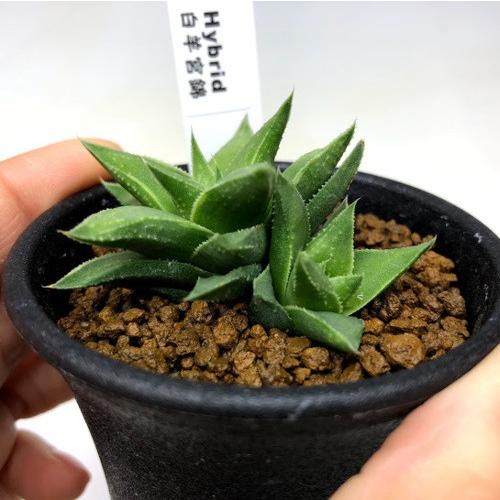 多肉植物:ハオルチア 白羊宮錦*幅5cm : 遊恵盆栽 Yahoo!店 多肉植物:ハオルチア 白羊宮錦*幅5cm : 遊恵盆栽 Yahoo!店