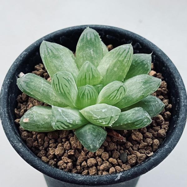 多肉植物 ハオルチア デルシアーナ Hyb S 幅7cm S6747v 遊恵盆栽 Yahoo 店 通販 Yahoo ショッピング