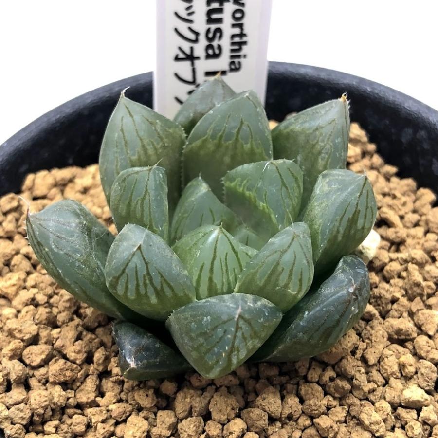 多肉植物：ハオルチア ブラックオブツーサ×マリン*幅4cm : 遊恵盆栽