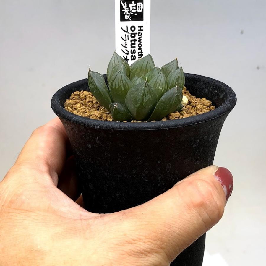 多肉植物：ハオルチア ブラックオブツーサ×マリン*幅4cm : 遊恵盆栽
