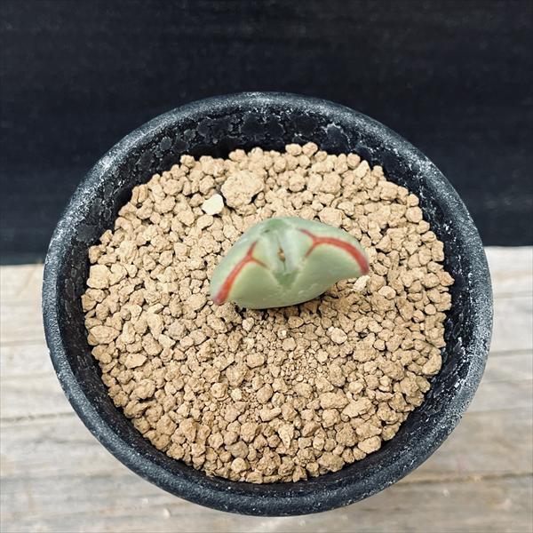 多肉植物：コノフィツム 黄金の波 *幅2.5cm : 遊恵盆栽 Yahoo!店