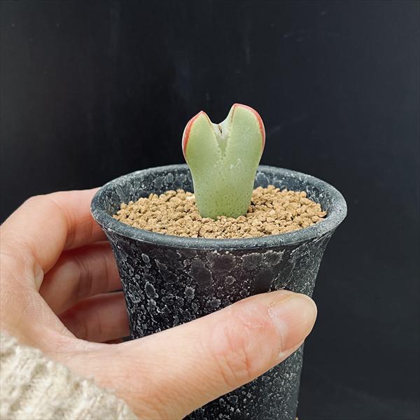 多肉植物：コノフィツム 黄金の波 *幅2.5cm : 遊恵盆栽 Yahoo!店