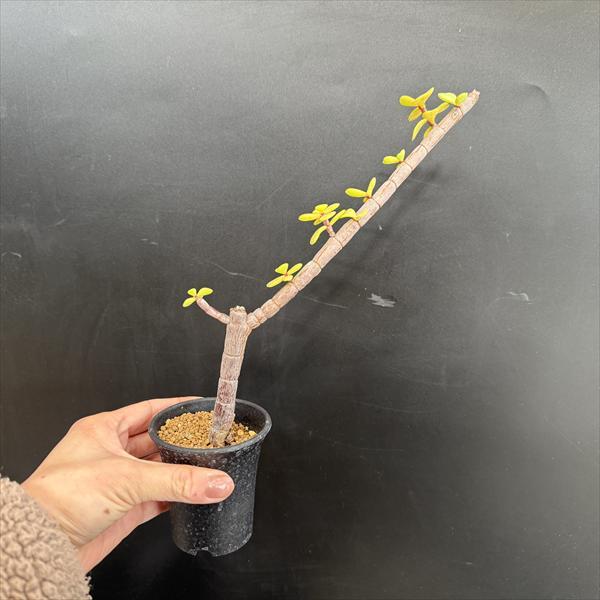 ☆特価☆多肉植物：ポーチュラカリア 銀杏木（いちょうぼく）*幅10cm